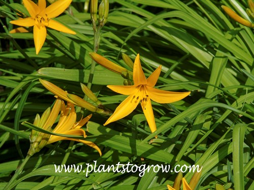 Aureole Daylily (Hemerocallis)